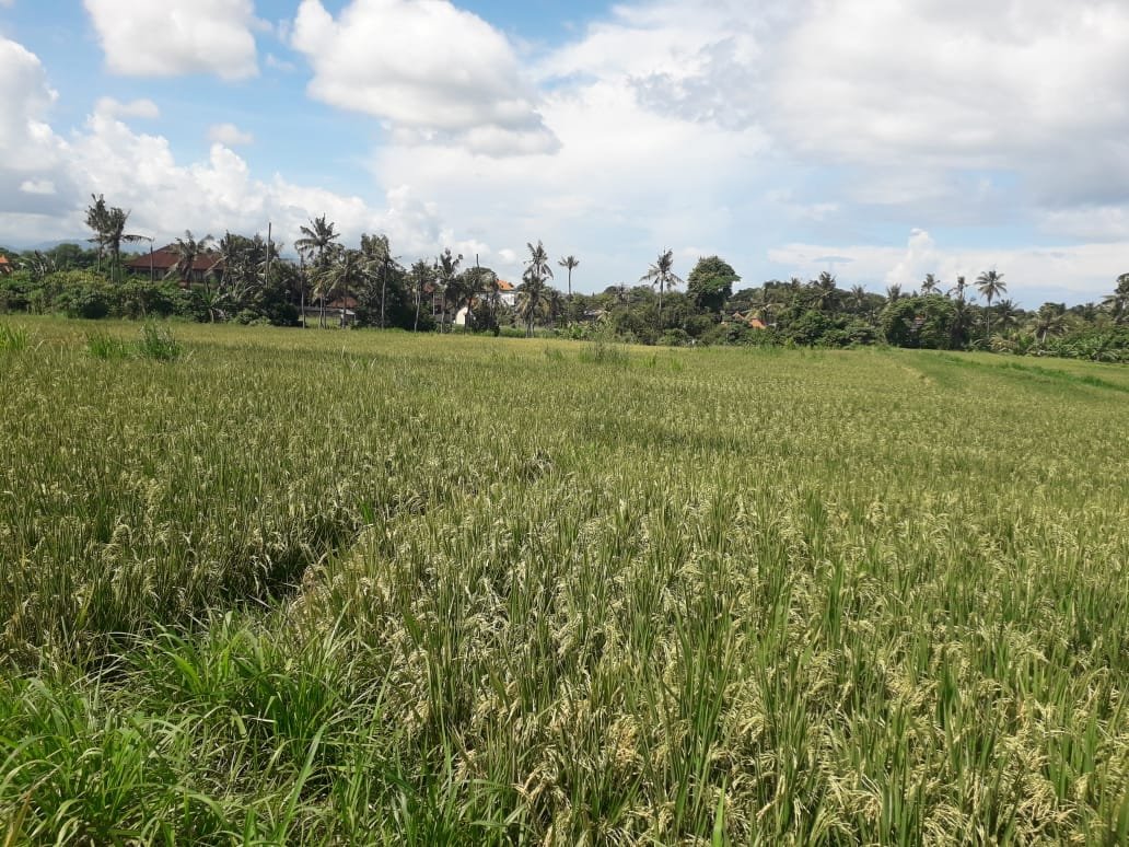 1 BIDANG TANAH DENGAN TOTAL LUAS 3.523 M2 BERIKUT BANGUNAN DI KABUPATEN GIANYAR