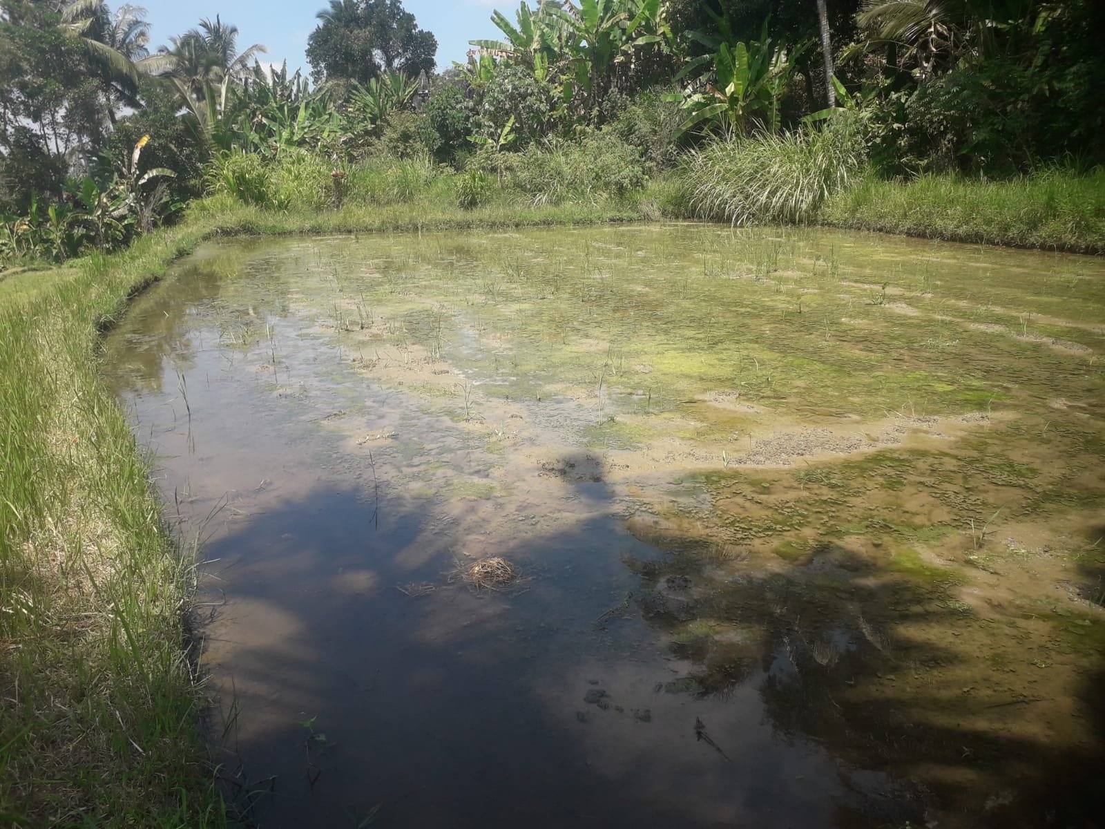 1 BIDANG TANAH DENGAN LUAS 5100 M2 DIKABUPATEN TABANAN 