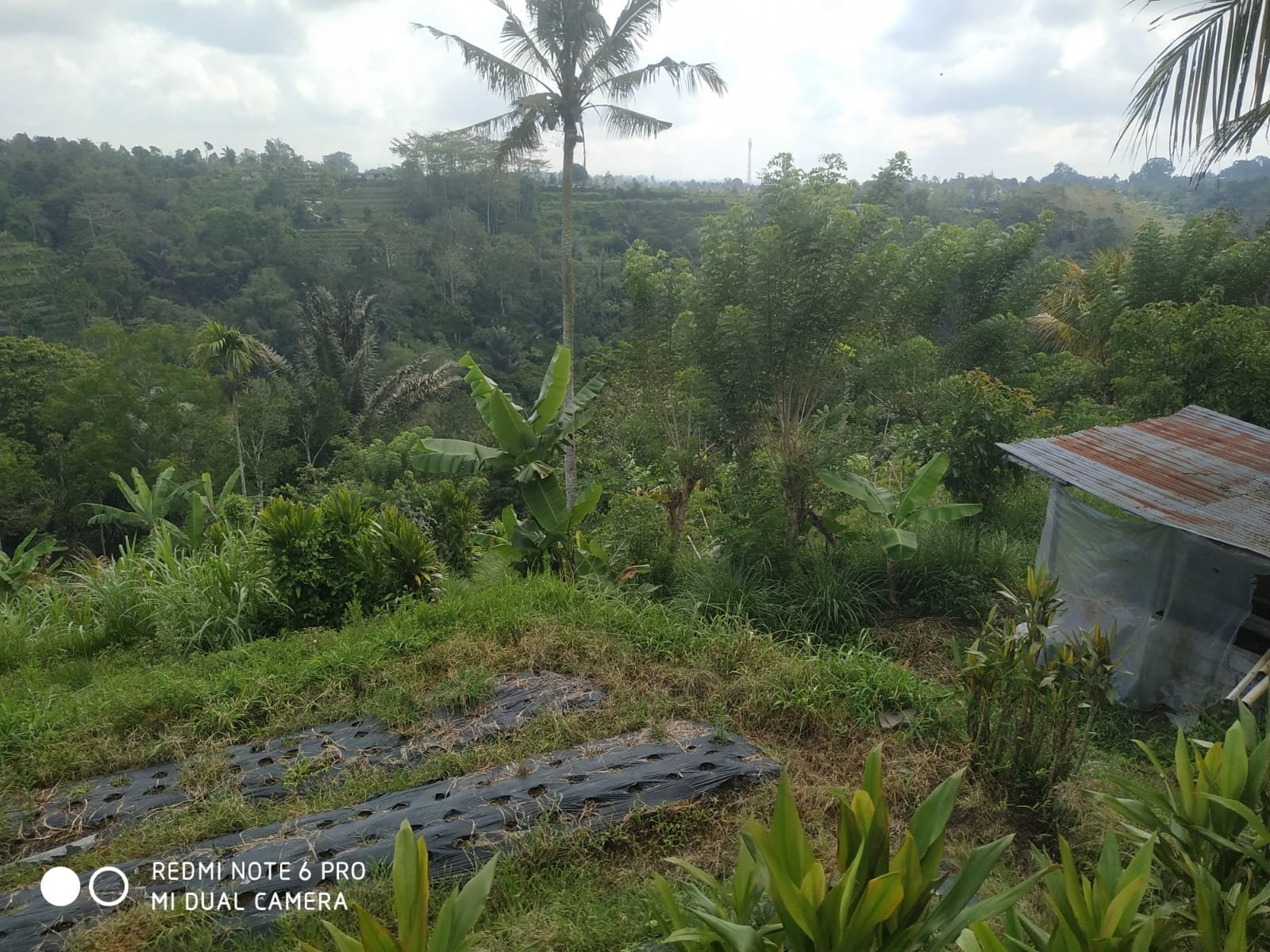 2 BIDANG TANAH DENGAN TOTAL LUAS 5.535 M2 DI KABUPATEN TABANAN 