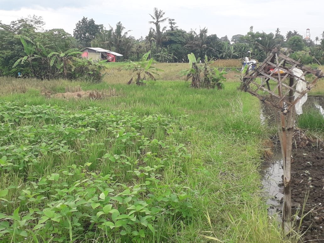 1 BIDANG TANAH DENGAN LUAS TOTAL 1.370 M2 DI KABUPATEN BADUNG 