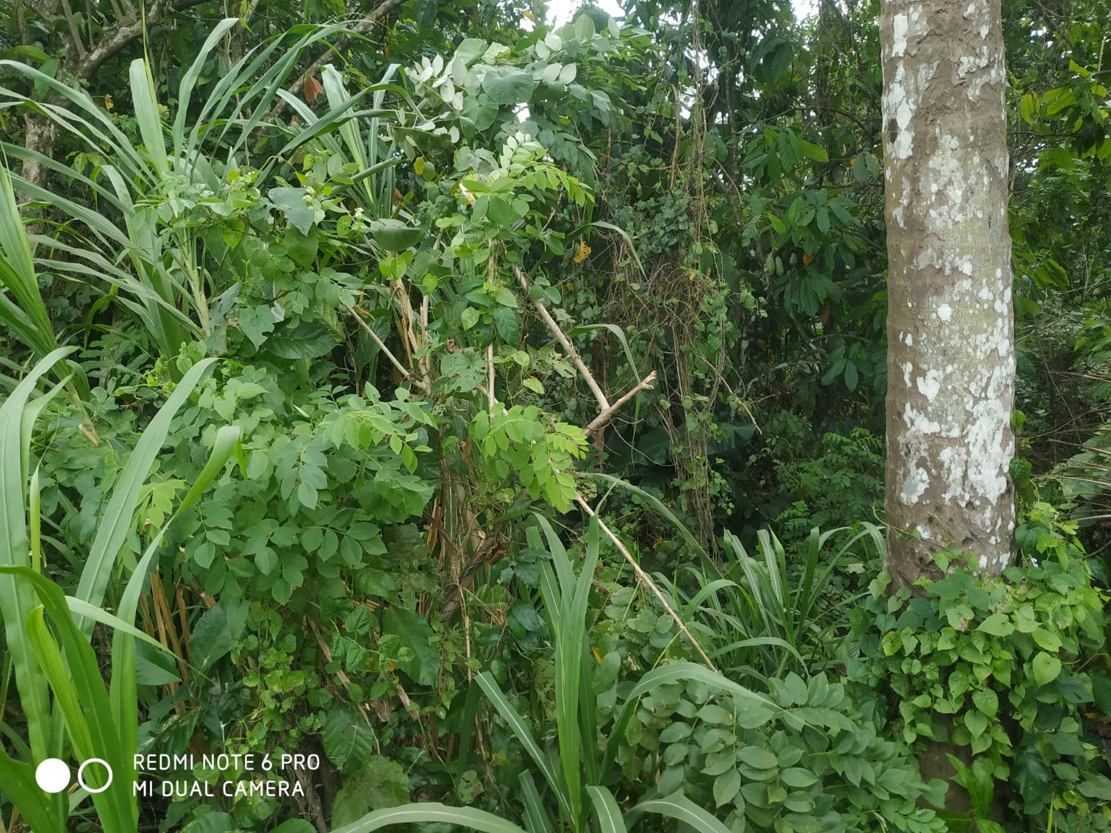 1 BIDANG TANAH DENGAN LUAS 3435 M2 DI KABUPATEN TABANAN 