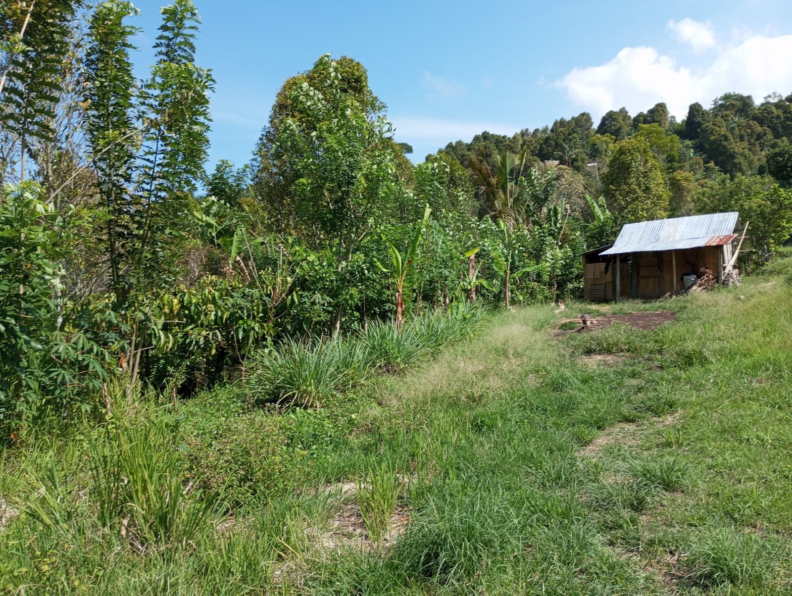 1 BIDANG TANAH DENGAN LUAS 4520 M2 DI KABUPATEN TABANAN 