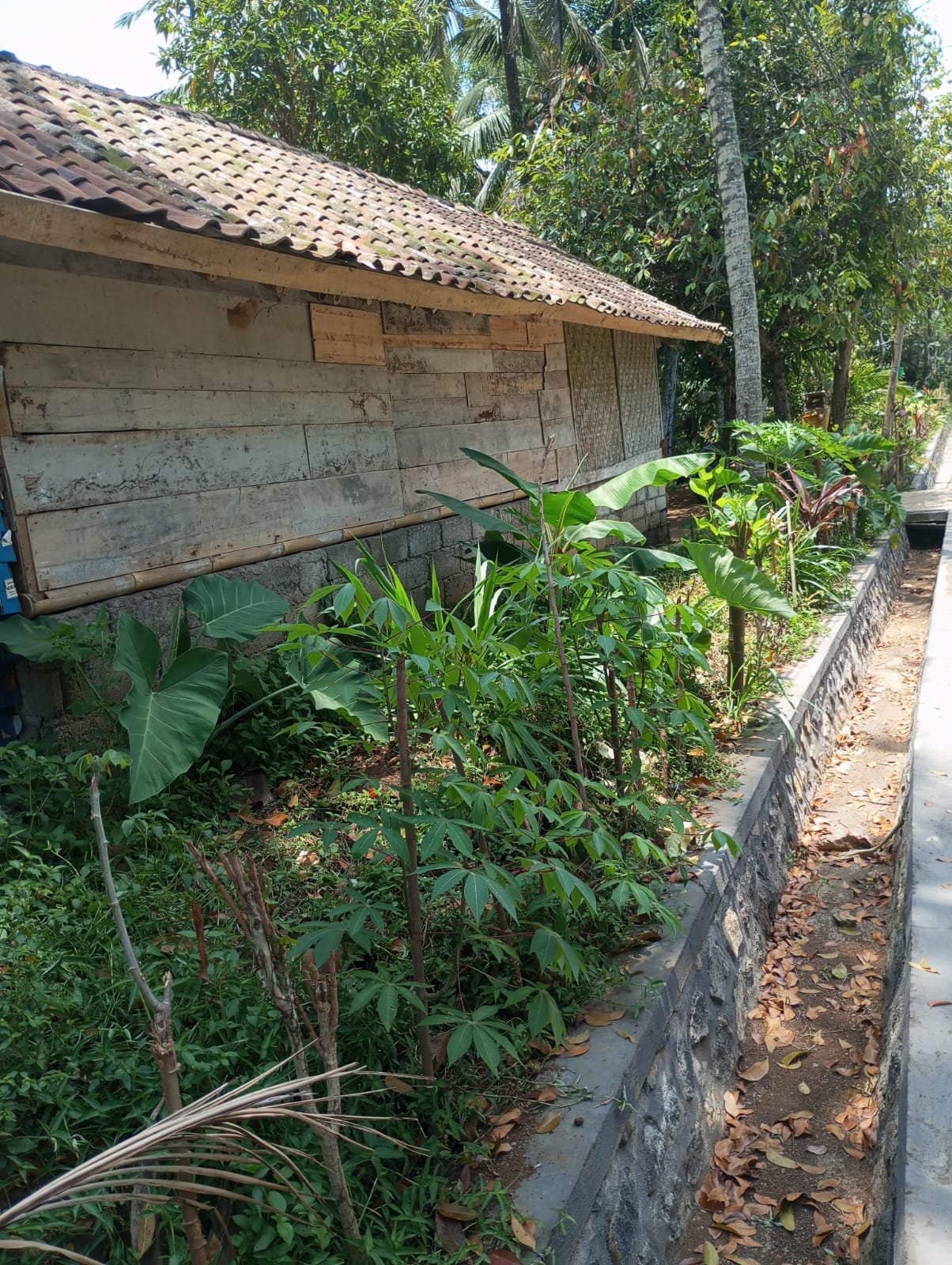 1 BIDANG TANAH DENGAN LUAS TOTAL 2500 M2 DI KABUPATEN TABANAN 