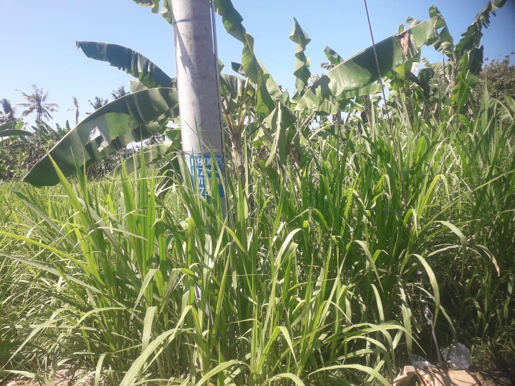 1 BIDANG TANAH DENGAN LUAS 240 M2 DI KABUPATEN GIANYAR 