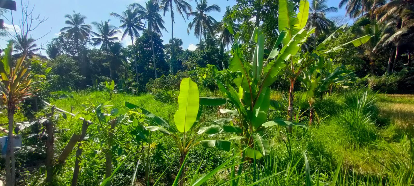 1 BIDANG TANAH DENGAN LUAS 3990 M2 DI KABUPATEN BANGLI