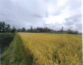 1 BIDANG TANAH DENGAN TOTAL LUAS 2.250 M2 DI KABUPATEN NAGEKEO