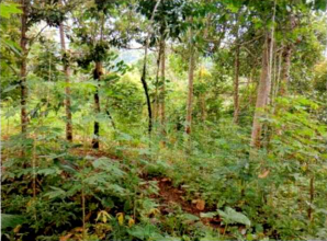 1 BIDANG TANAH DENGAN TOTAL LUAS 2.278 M2 DI KABUPATEN MANGGARAI