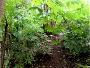 1 BIDANG TANAH DENGAN TOTAL LUAS 439 M2 DI KABUPATEN FLORES TIMUR