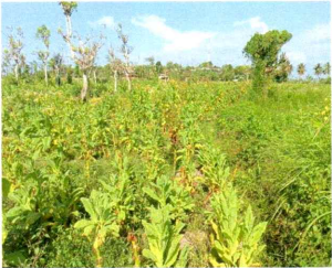 1 BIDANG TANAH DENGAN TOTAL LUAS 1.736 M2 DI KABUPATEN LOMBOK TIMUR